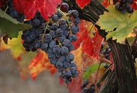 ���M��ɫ�оƽ�