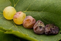 �����Ĵ������Ѿƽ�B